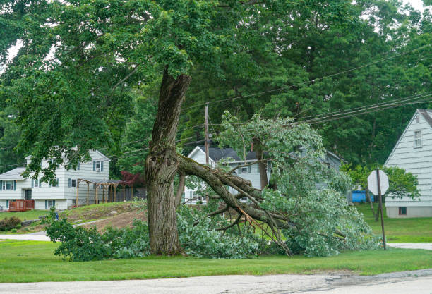 Best Emergency Tree Service  in Costa Mesa, CA